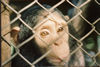 Chimp, Congo