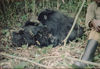 Gorillas, Rawanda