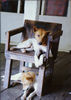 Longhouse dogs, near Kapit, Sarawak, Borneo