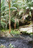 Bako national park, Sarawak, Borneo